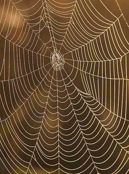istock Close-up of a spider web on brown background 157284879