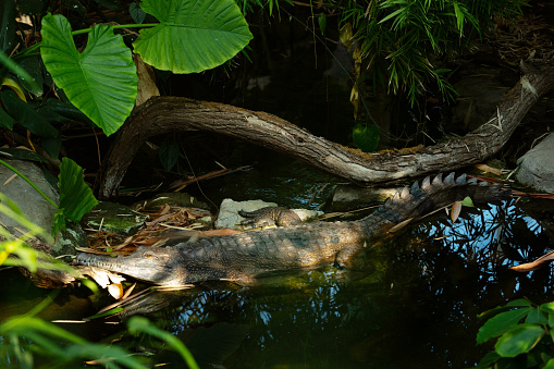 crocodile lies in the water, looks camera. Animal in zoo and travel concept