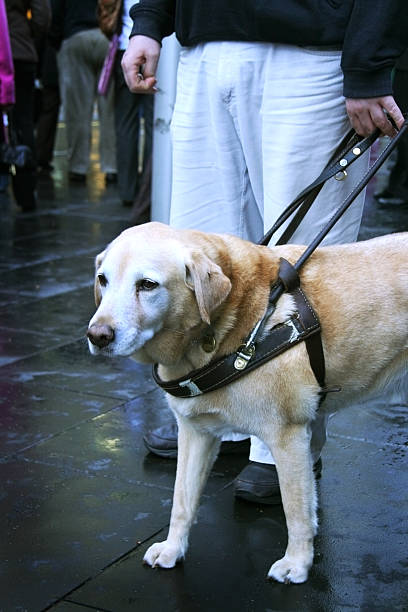 Cane guida - foto stock