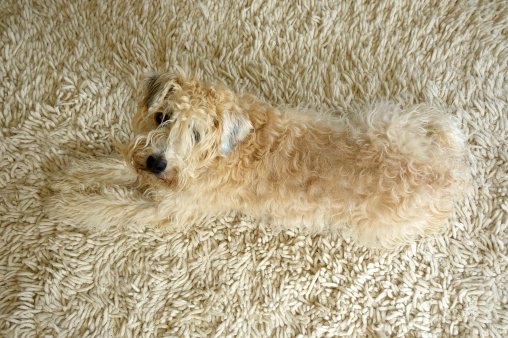 Wheaten terrier on hiding on light coloured Rug.  Dogs name is lucy