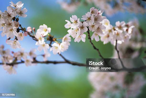 Rosa Fiori Di Ciliegio - Fotografie stock e altre immagini di Ambientazione esterna - Ambientazione esterna, Astratto, Bellezza naturale