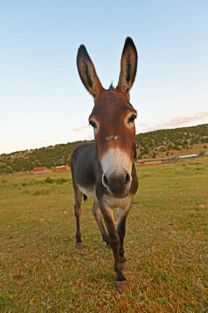 istock The donkey is looking at the photographer. 1572860476