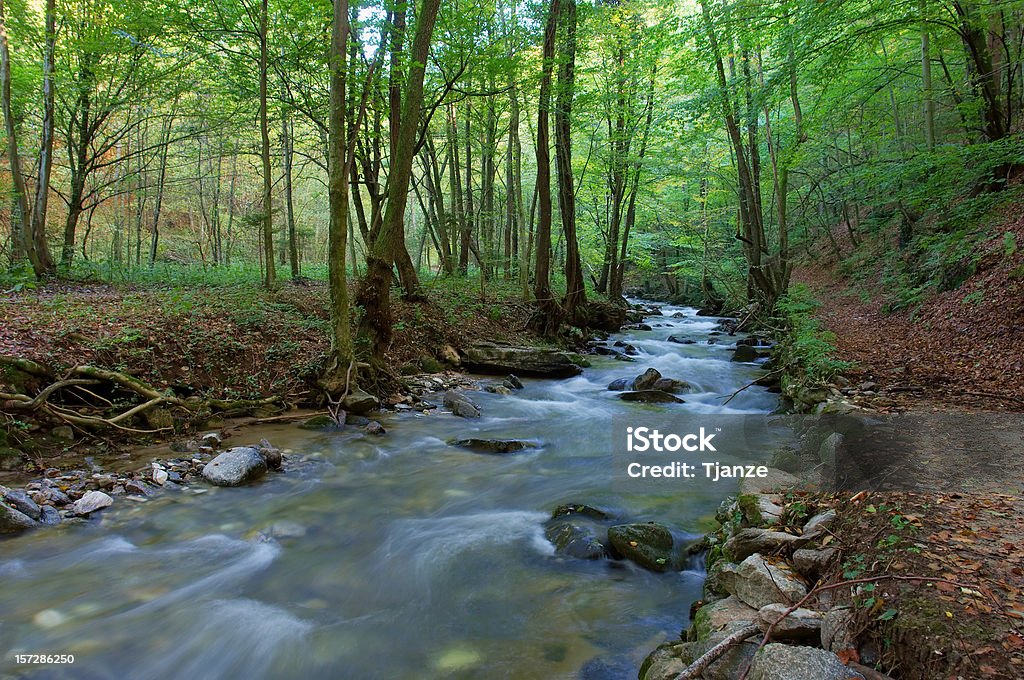 Foresta fiume - Foto stock royalty-free di Acqua