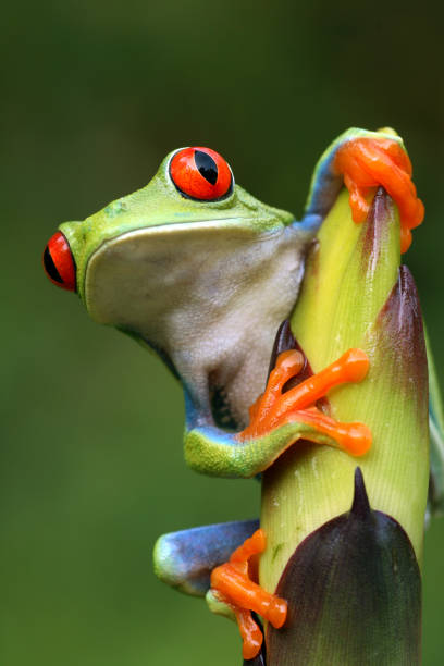 istock Red-eyed Tree Frog Peeping Around Plant 157286301