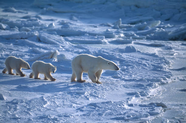 urso polar mãe e dois filhotes de chuva de hudson bay - arctic manitoba churchill manitoba canada - fotografias e filmes do acervo