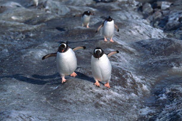 istock Racing Wild Gentoo Penguins 157286386