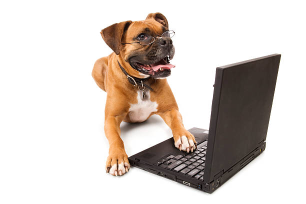 Online Canine - Dog with Laptop Photo of a boxer working at her laptop, wearing glasses. boxer dog stock pictures, royalty-free photos & images