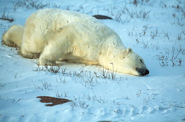 One Wild Polar Bear Lying on Icy Hudson Bay Shore One polar bear (Ursus maritimus) taking a nap in the snow after scooting around on his belly. churchill manitoba stock pictures, royalty-free photos & images