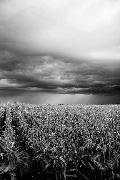 dramática céu tempestuoso sobre cornfield. - storm corn rain field - fotografias e filmes do acervo