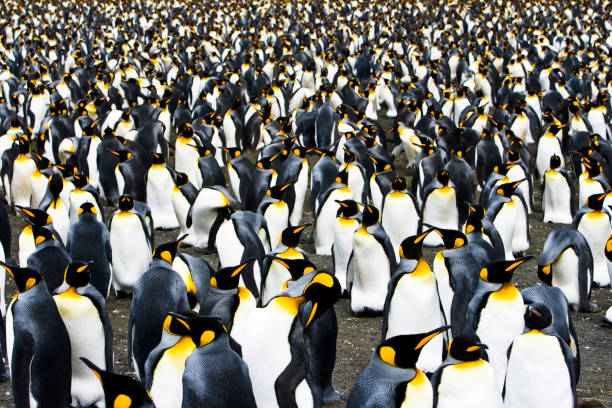 istock King Penguin Colony South Georgia 157286554