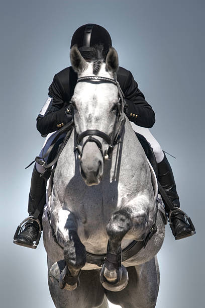 Equestrian jumper stock photo