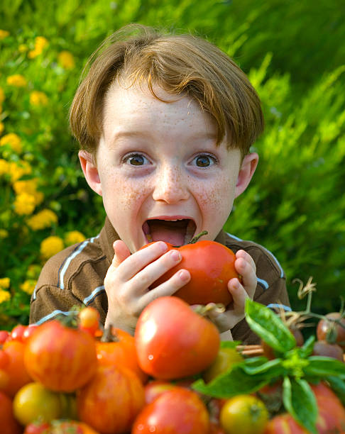 chłopiec jedzenie tradycyjna odmiana pomidora, redhead dziecko uwielbia zdrowe jedzenie warzyw - heirloom tomato tomato vegetable fruit zdjęcia i obrazy z banku zdjęć