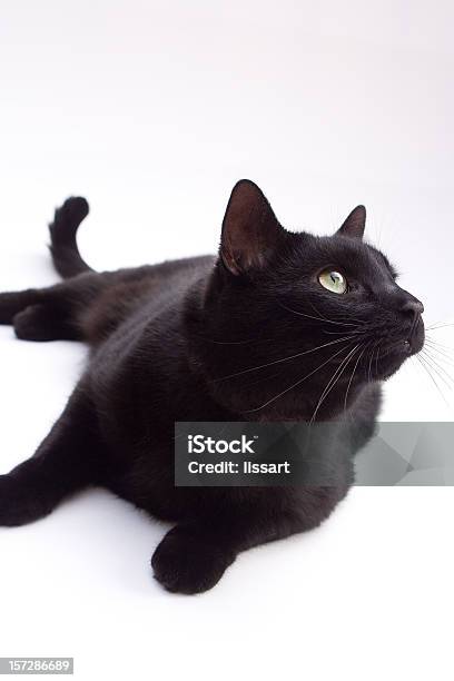 Bad Luck Stock Photo - Download Image Now - Alertness, Animal Whisker, Autumn