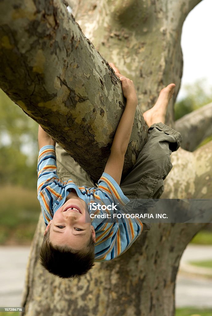 Macaco tempo - Foto de stock de Árvore royalty-free