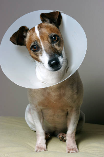 istock Dog with her Elizabethan collar 157286744