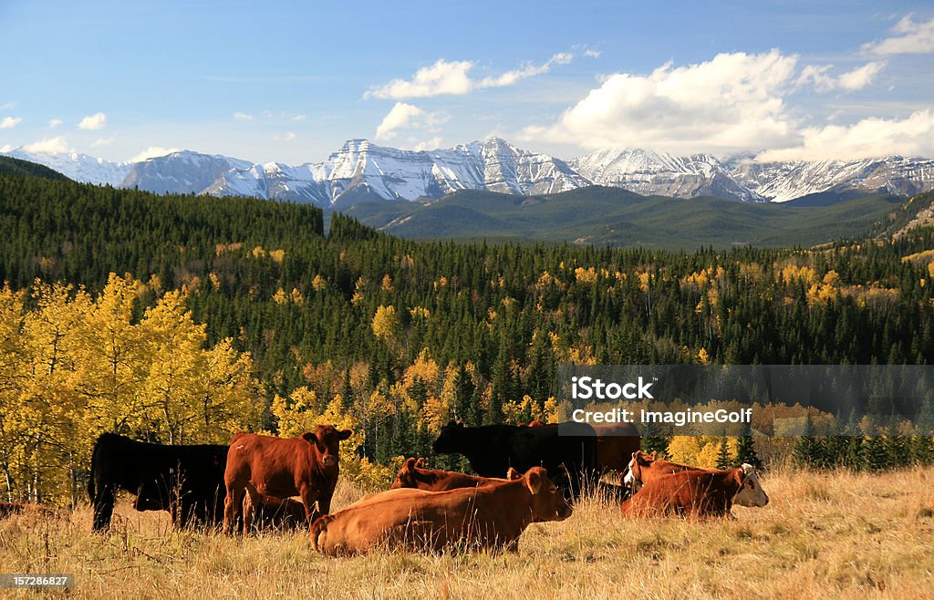 Ganado Ranching en Alberta pie - Foto de stock de Alberta libre de derechos