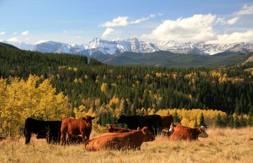 Cattle on a beautiful ranch in Alberta. The beef industry in Canada and around the world has faced many challenges. Mad cow disease, over supply, drought, cost of hay, and many other challenges have resulted in a fairly up and down industry. However, these cattle, resting on a hill in Kananaskis Country in Alberta's pristine foothills, don't seem to have a worry in the world. The dramatic fall colours and snow on the Rocky Mountains enhance the scenic image...an idyllic Alberta landscape!