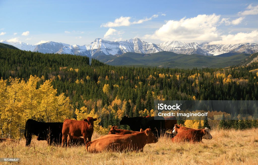 Bovinos Ranching em Alberta Foothills - Royalty-free Alberta Foto de stock