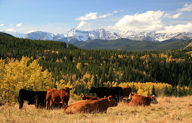 gado ranching no alberta montanhas - alberta canada animal autumn - fotografias e filmes do acervo