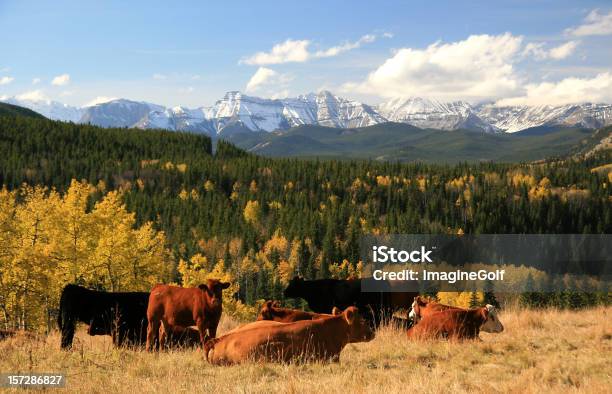 Bovinos Ranching Em Alberta Foothills - Fotografias de stock e mais imagens de Alberta - Alberta, Gado - Mamífero ungulado, Gado doméstico