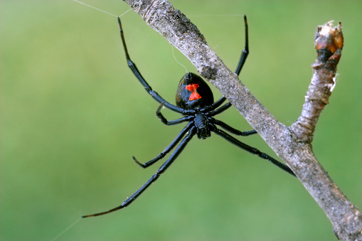 Female black widow spider on a branch