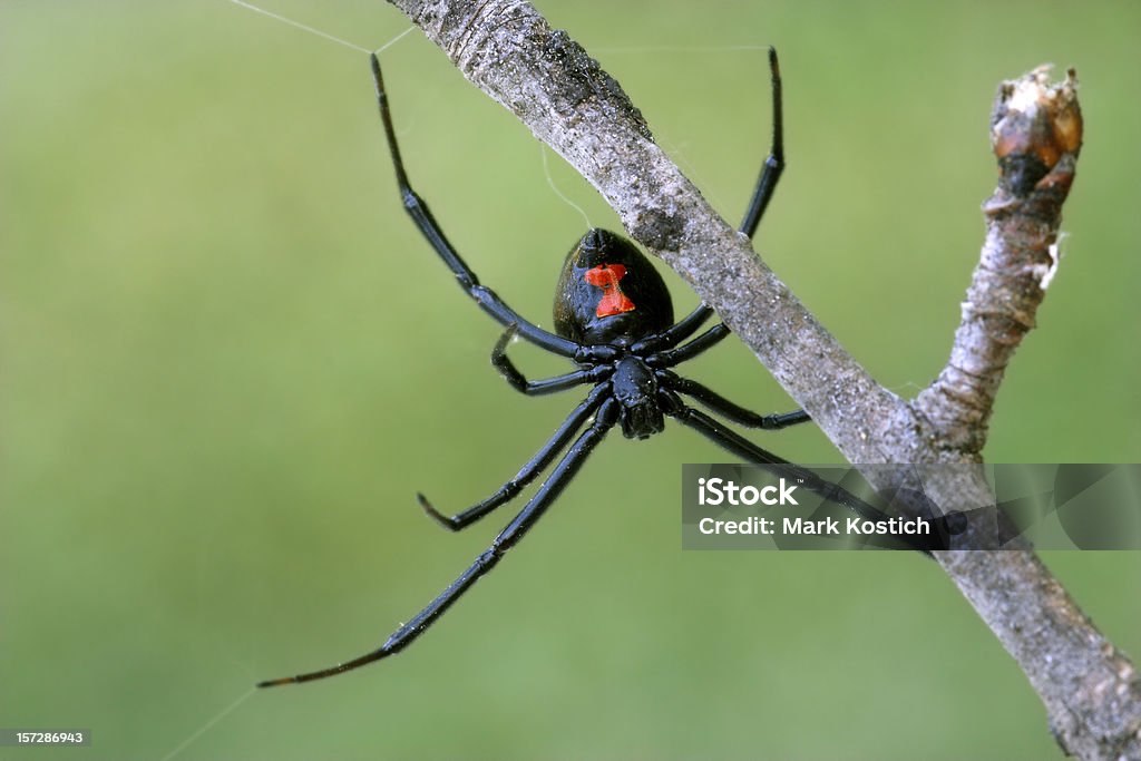 Female black widow spider on a branch Legs extended and red hourglass showing, a female black widow spider waits, upside down in a web.  A thin tree branch provides some anchor points for the web.
[url=http://www.istockphoto.com/file_search.php?action=file&lightboxID=7592829] [img]http://www.kostich.com/spiders_banner.jpg[/img][/url] Black Widow Spider Stock Photo