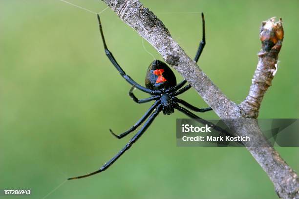 Female Black Widow Spider On A Branch Stock Photo - Download Image Now - Black Widow Spider, Arachnid, Arachnophobia