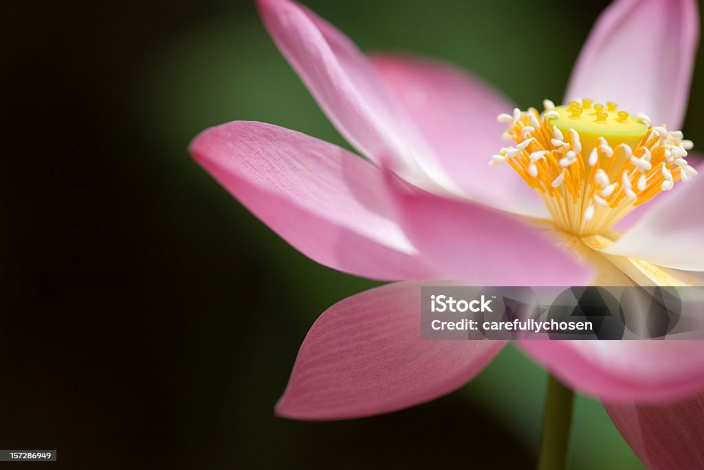 Flower of Lotus opened A perfect pink lotus flower, the symbol of Buddhism and the regeneration of life, opens to reveal its pollen laden stamens and developing seed pod.  Shallow DOF and outdoor setting  with lots of copy space, makes for a useful image. Unsharpened with good bokeh, Canon Eos 5D. Please rate if like. More in my portfolio Beauty Stock Photo