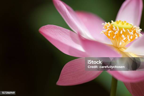 Flower Of Lotus Opened Stock Photo - Download Image Now - Beauty, Beauty In Nature, Botany