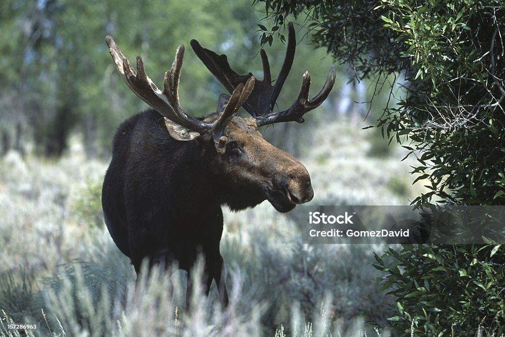 Moose Hintergrundbeleuchtung von Anfang Wyoming Licht stehen in die Brush - Lizenzfrei Bulle - Männliches Tier Stock-Foto