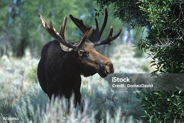 Photo libre de droit de Mooséclairées Par Les Wyoming Light Debout En Brosse banque d'images et plus d'images libres de droit de Animal mâle