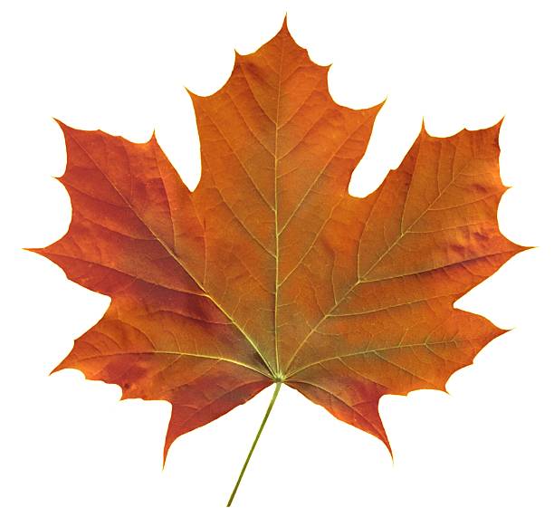 foglia di acero arancione - syrup maple leaf leaf maple tree foto e immagini stock