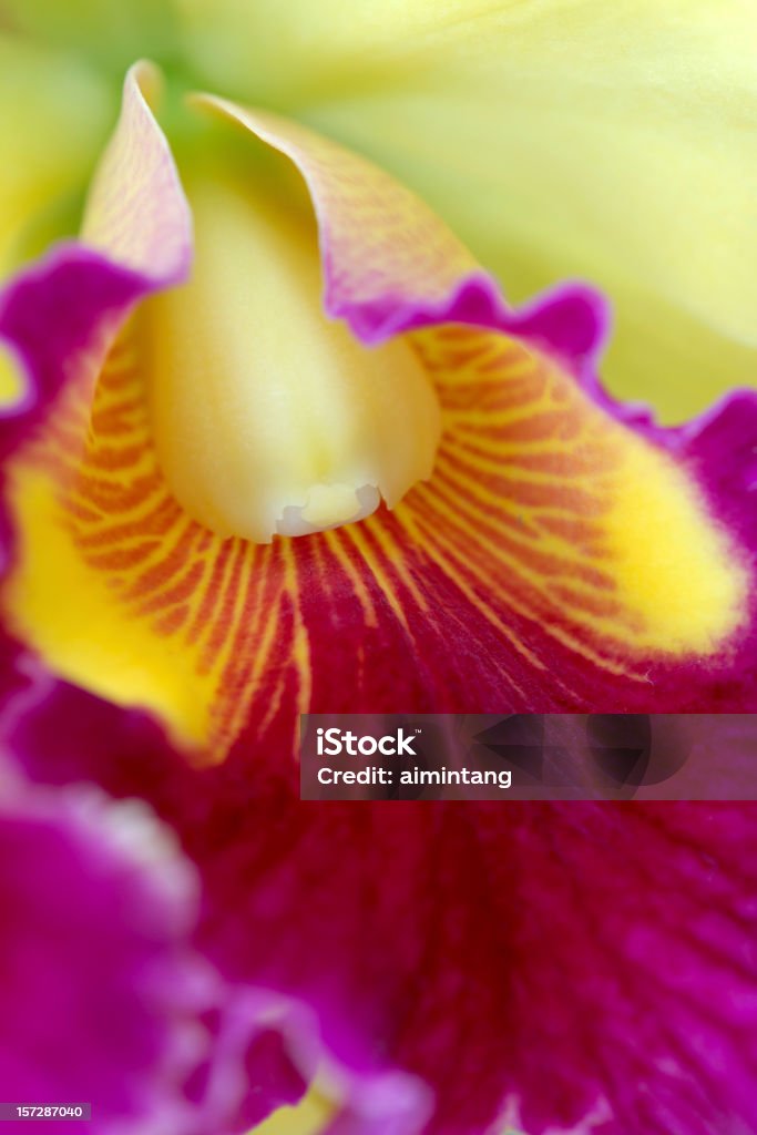 Beautiful Orchid Closeup  Botany Stock Photo