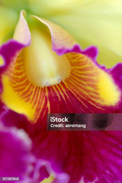 Beautiful Orchid Closeup Stock Photo - Download Image Now - Botany, Close-up, Color Image