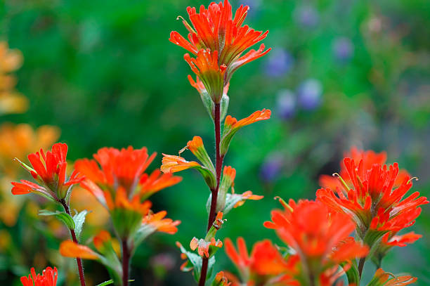 castilléjie - indian paintbrush photos et images de collection