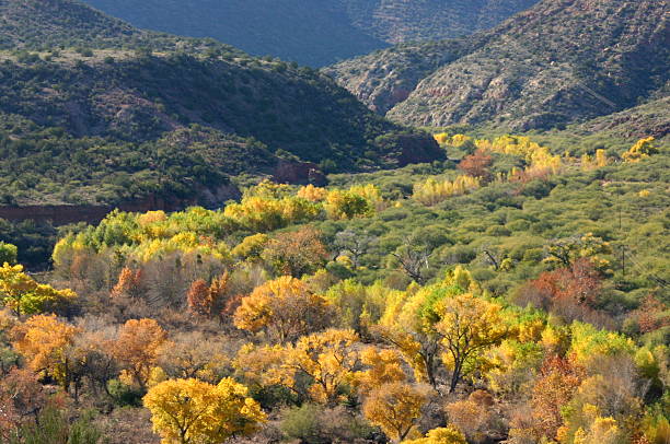 аризона каньон осенью - arizona sycamore стоковые фото и изображения