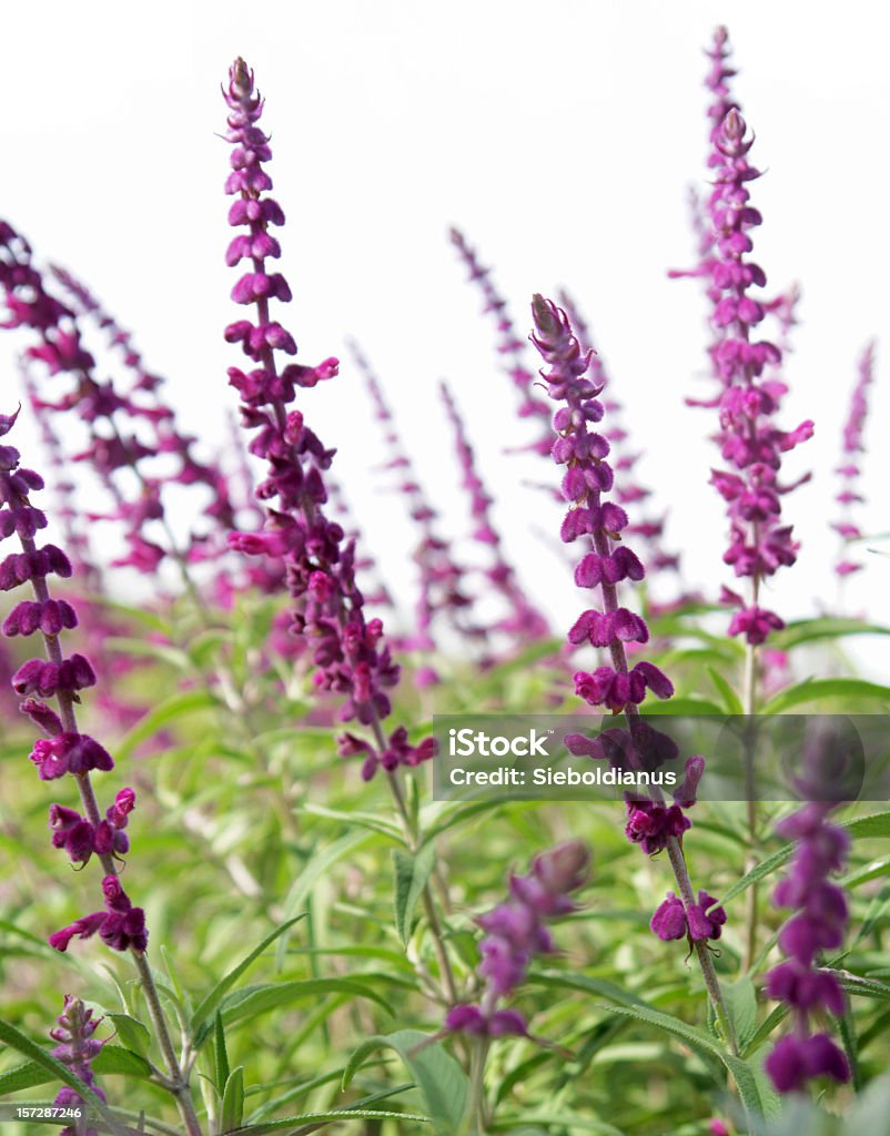 Close-up of Sage or Salvia leucantha purple flowers on white_sky. A close-up of Mexican bush sage or Salvia leucantha 'Midnight Purple' in full bloom stands against a white sky. The characteristic bulbous purple blossoms along long vertical strands dominate the photo's fore- and background.  Sage Stock Photo