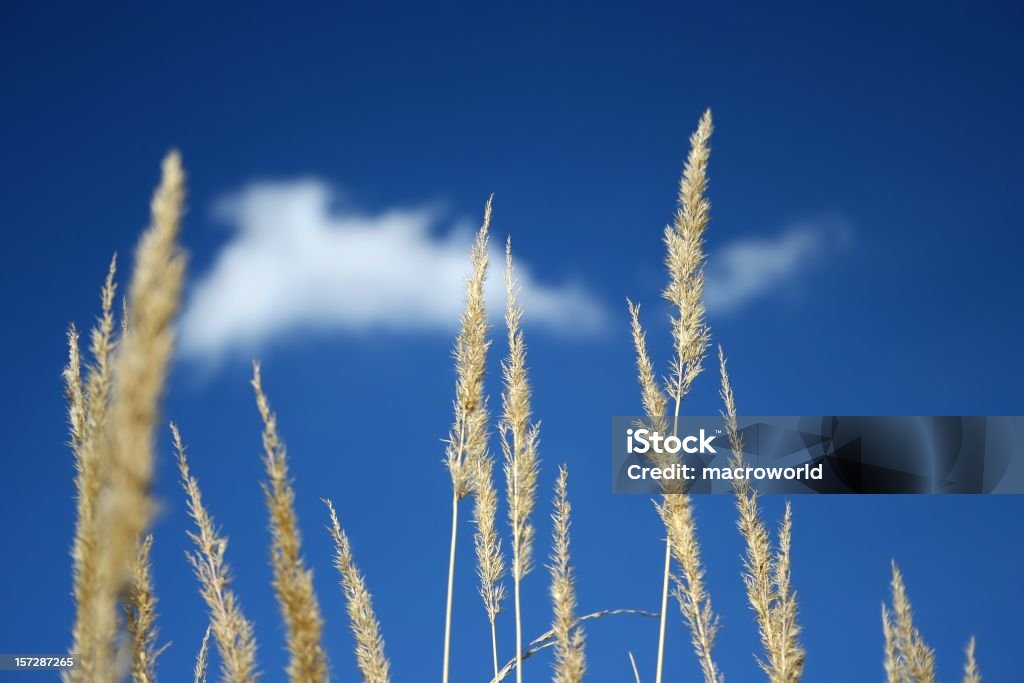 Gelbe Wiese und blauer Himmel - Lizenzfrei Abstrakt Stock-Foto