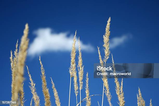 Gelbe Wiese Und Blauer Himmel Stockfoto und mehr Bilder von Abstrakt - Abstrakt, Agrarbetrieb, Anhöhe