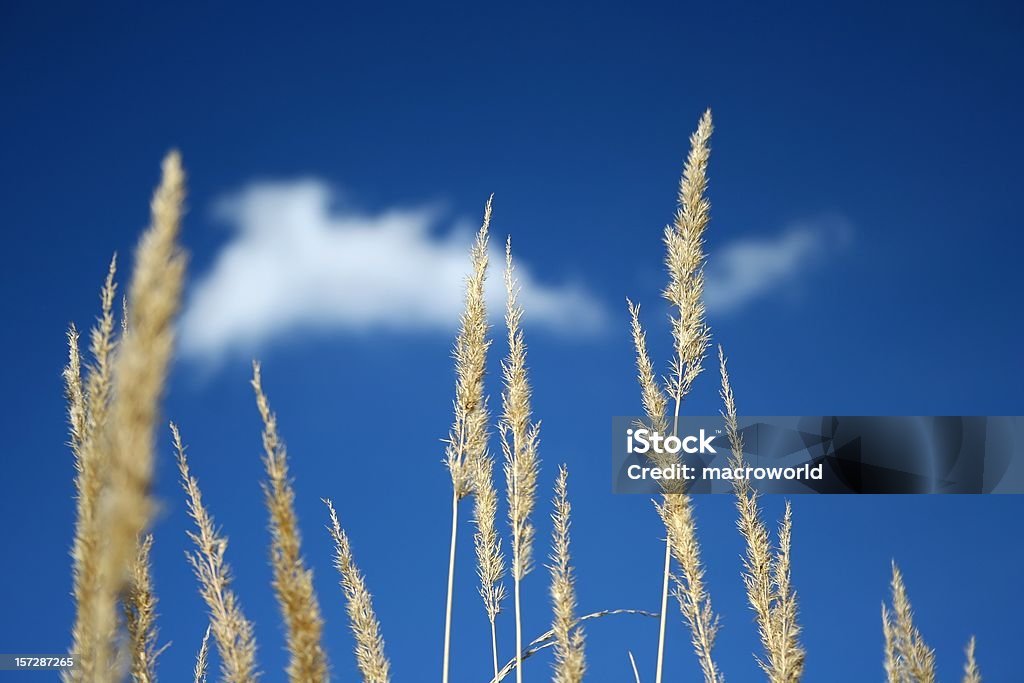 Giallo erba e blu cielo - Foto stock royalty-free di A mezz'aria