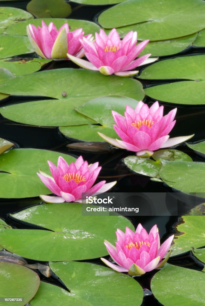 Nenúfar rosa - Foto de stock de Nenúfar libre de derechos