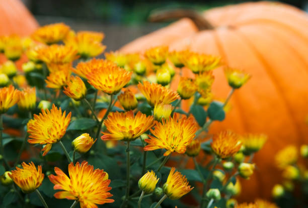 mums y pumpkins-i - chrysanthemum fotografías e imágenes de stock