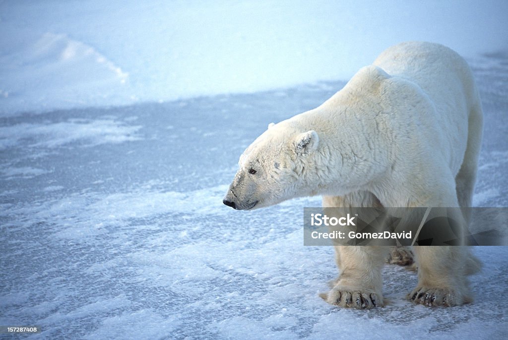 Una Wild oso Polar Standing on refrescante de la bahía de Hudson - Foto de stock de Oso polar libre de derechos