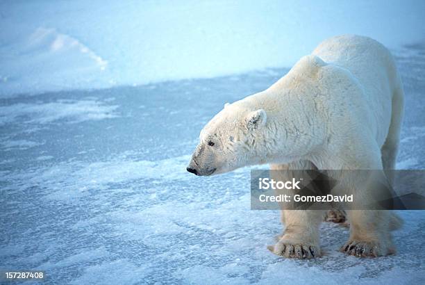 Una Wild Oso Polar Standing On Refrescante De La Bahía De Hudson Foto de stock y más banco de imágenes de Oso polar