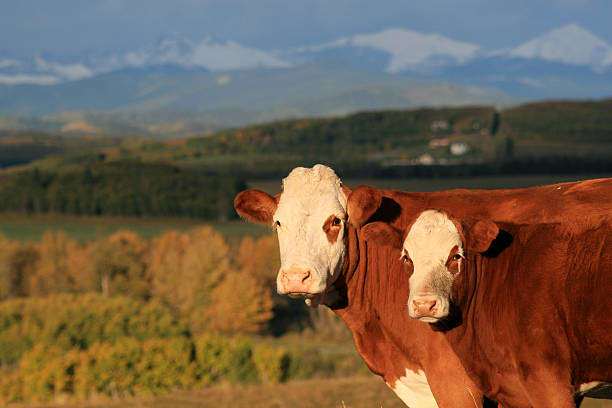 畜牛 - alberta canada animal autumn ストックフォトと画像