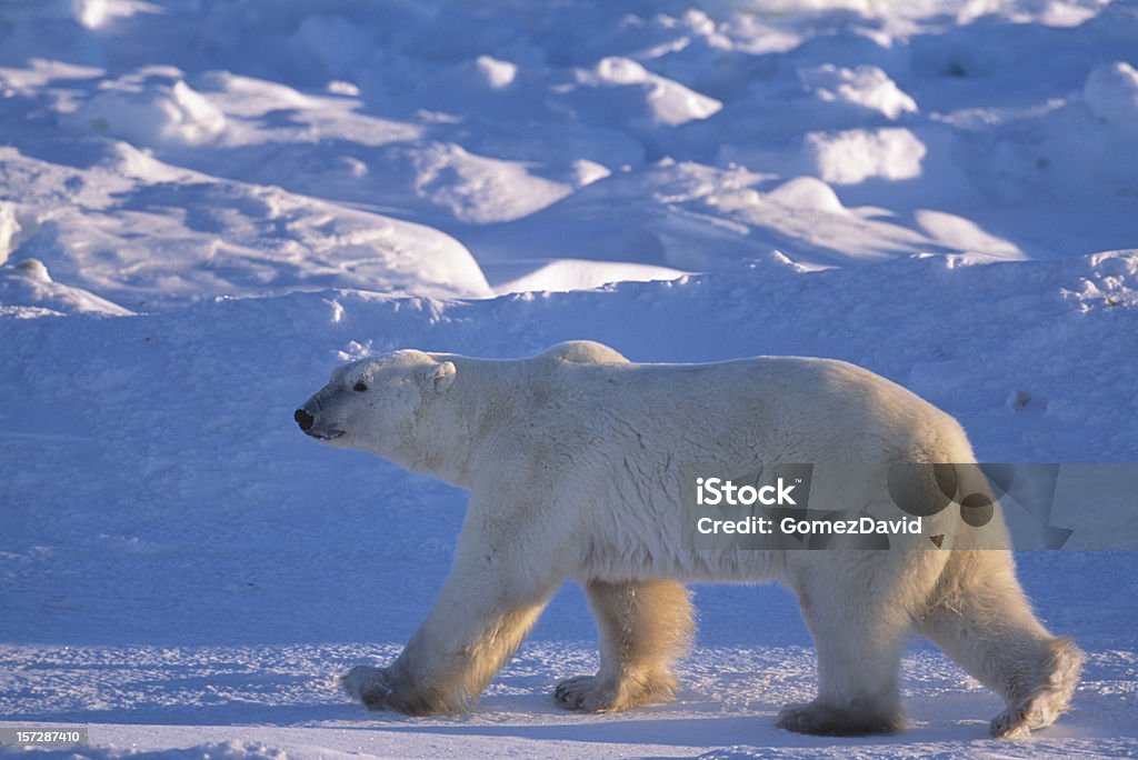 Una Wild Polar Bear caminando en la refrescante de la bahía de Hudson - Foto de stock de Aire libre libre de derechos