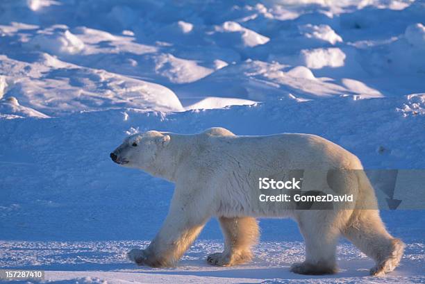 Una Wild Polar Bear Caminando En La Refrescante De La Bahía De Hudson Foto de stock y más banco de imágenes de Aire libre