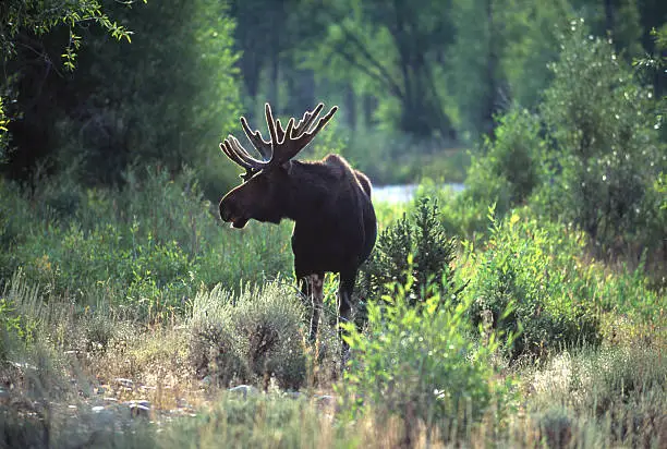 One moose backlit in the early morning light surrounded by brush and trees.