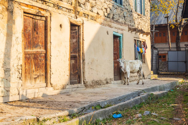 istock A cow outside of homes in Kashmir. 1572874213