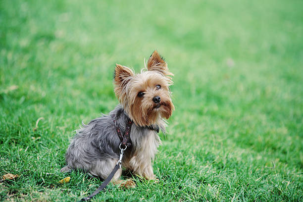 mignon chien assis dans l'herbe - yorkshire photos et images de collection